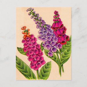 foxglove in red and purple postcard