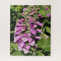 Foxglove