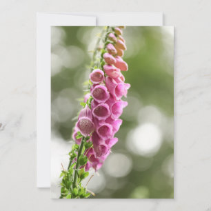 Foxglove Nature Photo Card