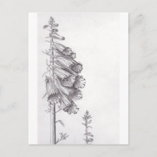 Foxglove Postcard