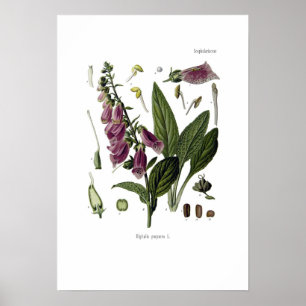 Foxglove Poster