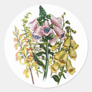 Foxgloves Classic Round Sticker