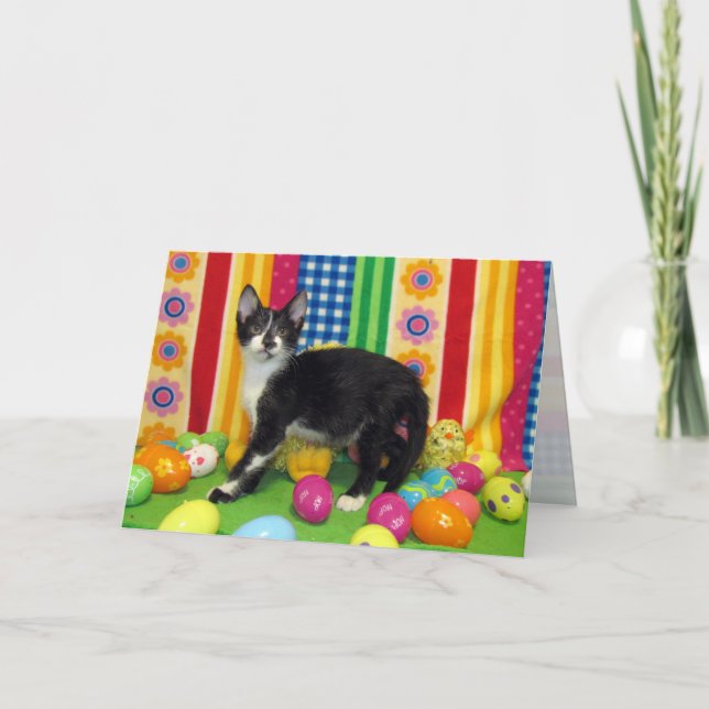 Foxi Moxi's Cat / Kitten Easter Card (Front)