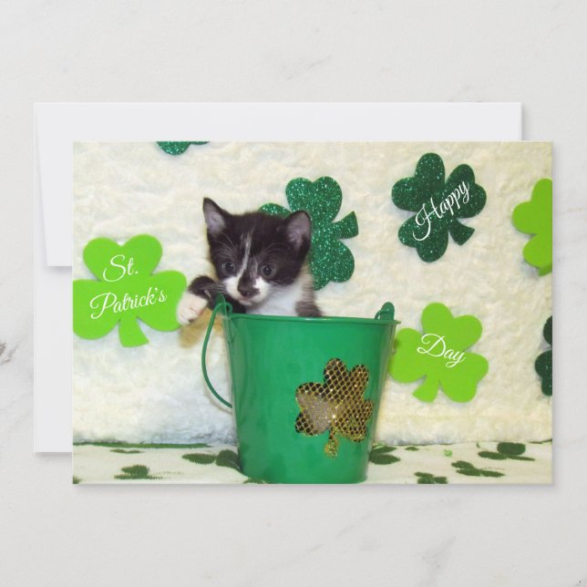 Foxi's St. Patrick's Day  Cat/ Kitten  - Flat Card (Front)