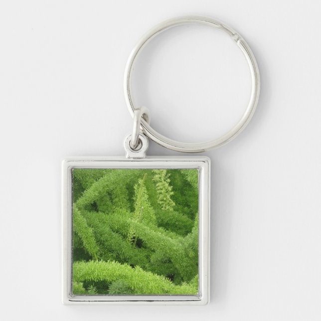 Foxtail Fern, Asparagus densiflorus myers Key Ring (Front)