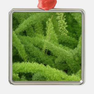 Foxtail Fern, Asparagus densiflorus myers Metal Ornament