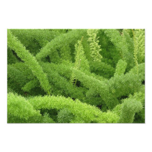 Foxtail Fern, Asparagus densiflorus myers Photo Print