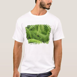 Foxtail Fern, Asparagus densiflorus myers T-Shirt