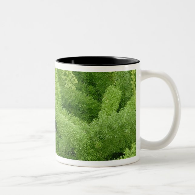 Foxtail Fern, Asparagus densiflorus myers Two-Tone Coffee Mug (Right)