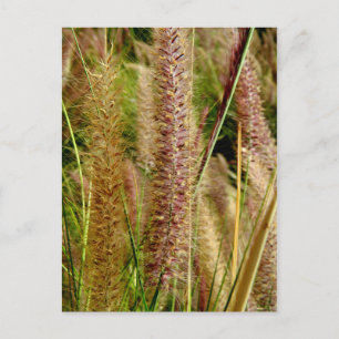 Foxtail grass macro photography picture postcard