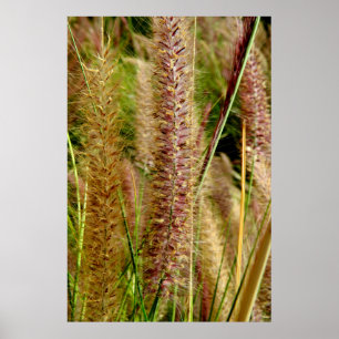 Foxtail grass macro photography picture poster