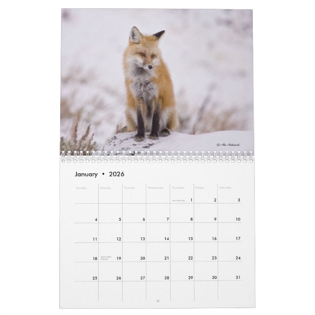 Foxy Ladies (and Gentlemen) Calendar (Jan 2026)