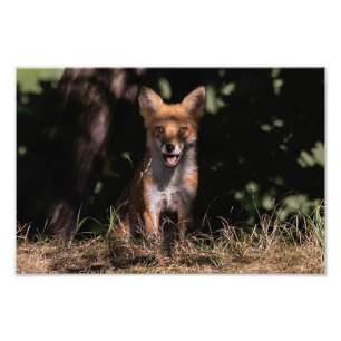 Foxy Smile From The Shadows Photo Print