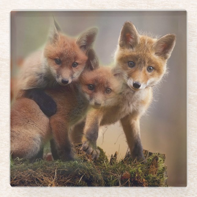 Foxy Triplets Glass Coaster (Front)