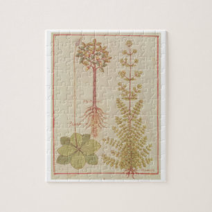 Fr 12322 f.180v Plantain, marjoram and mandrake, f Jigsaw Puzzle