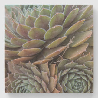 Fractal Succulents Stone Coaster