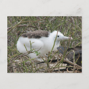 Fragata (frigate bird) chick, Isla Seymour, Galapa Postcard