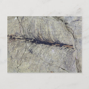 Fragile Fossil Plant Leaf Postcard