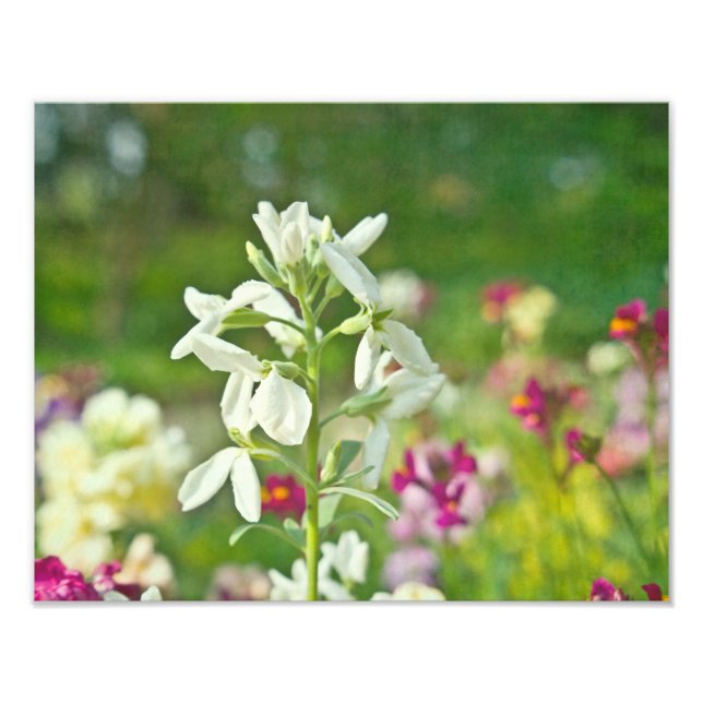 Fragrance Garden Photo Print (Front)