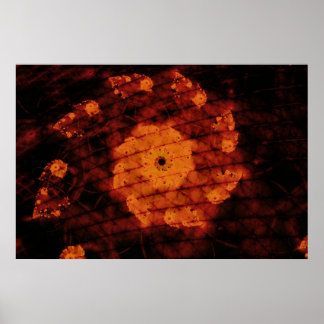 Fragrant Blossom Poster