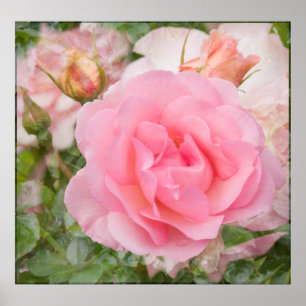 Fragrant Cloud Rose Print