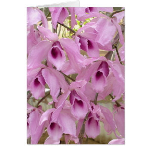 Fragrant Fairies