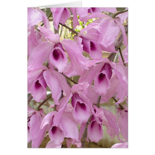 Fragrant Fairies (Front)