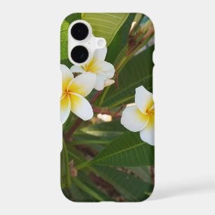  Fragrant Frangipani Flowers 