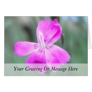 Fragrant Garden Pinks