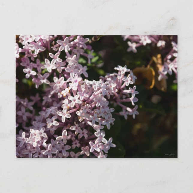 Fragrant Lilac Postcard (Front)