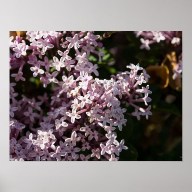 Fragrant Lilac Poster (Front)