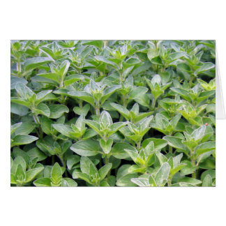 Fragrant Oregano