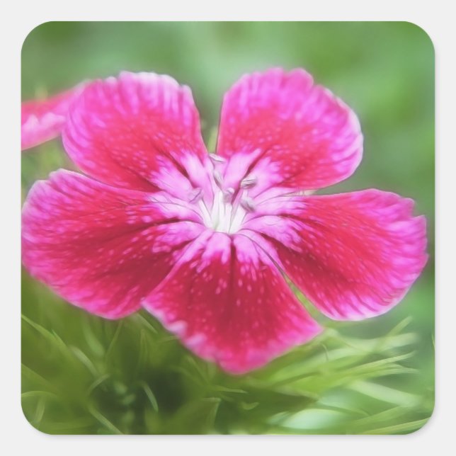 Fragrant Pink Sweet William Blossom Square Sticker (Front)