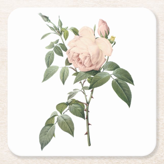 fragrant tea rose by Redouté Square Paper Coaster (Front)