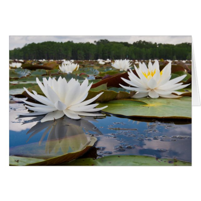 Fragrant Water Lily (Nymphaea Odorata) On Caddo (Front Horizontal)