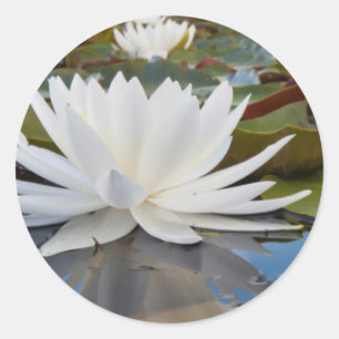 Fragrant Water Lily (Nymphaea Odorata) On Caddo Classic Round Sticker