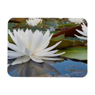 Fragrant Water Lily (Nymphaea Odorata) On Caddo Magnet