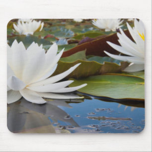 Fragrant Water Lily (Nymphaea Odorata) On Caddo Mouse Pad
