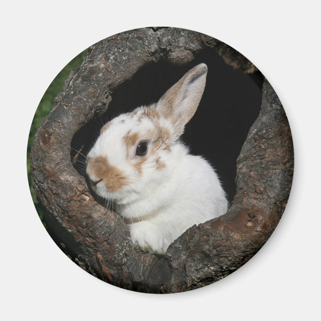 Framed rabbit magnet (Front)