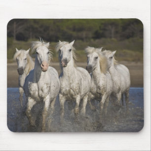 France, Camargue. Horses run Mouse Pad