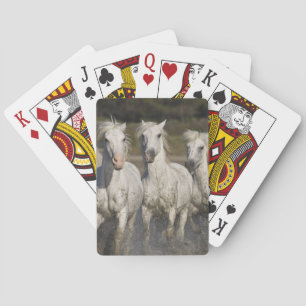 France, Camargue. Horses run Playing Cards