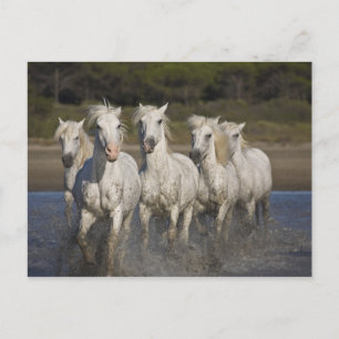 France, Camargue. Horses run Postcard