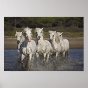 France, Camargue. Horses run Poster