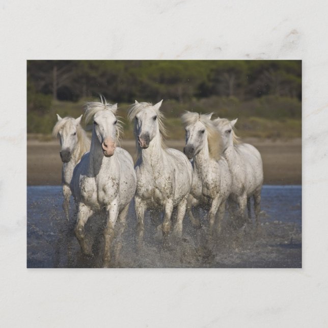 France, Camargue. Horses run through the 2 Postcard (Front)