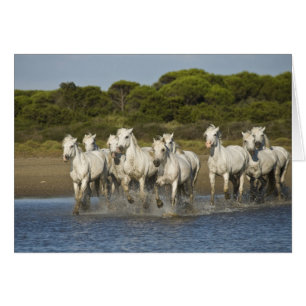 France, Camargue. Horses run through the estuary 3
