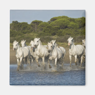 France, Camargue. Horses run through the estuary 3 Magnet