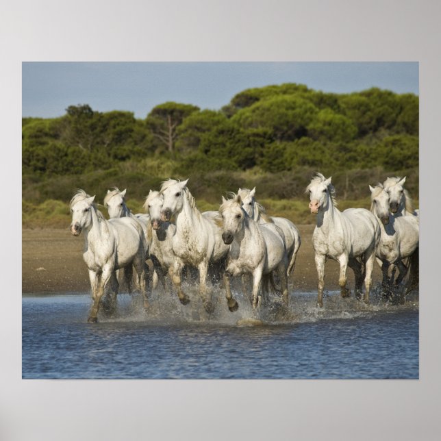 France, Camargue. Horses run through the estuary 3 Poster (Front)