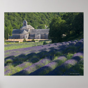 France, Gordes, Senaque Abbey, lavender field Poster