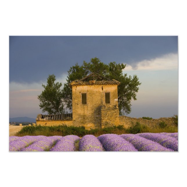 France, Provence. Field of lavender and Photo Print (Front)