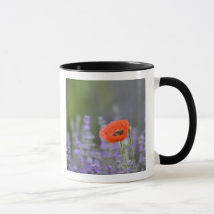 France, Provence. Lone poppy in field of Mug